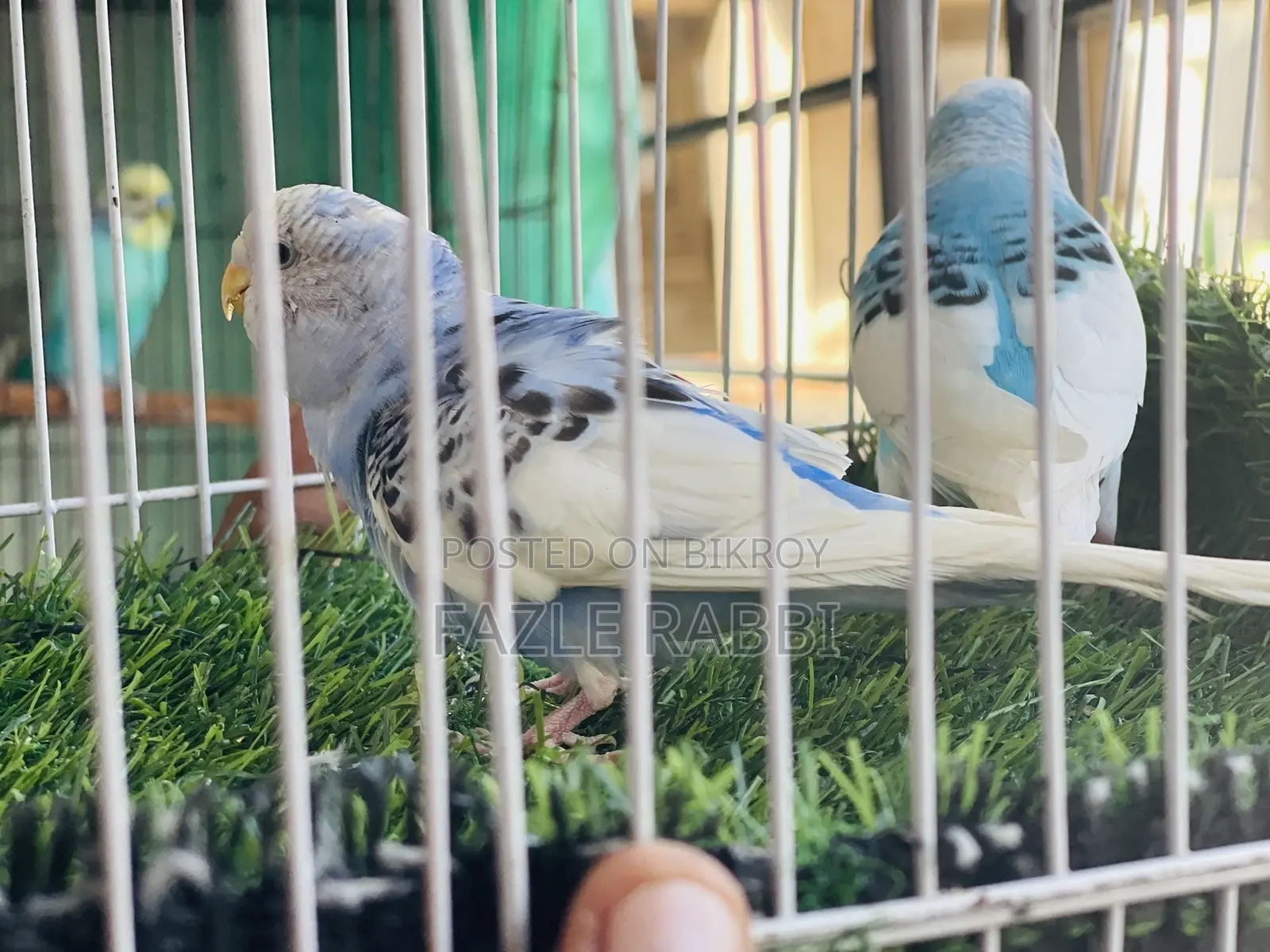 পাইড ১ জোড়া