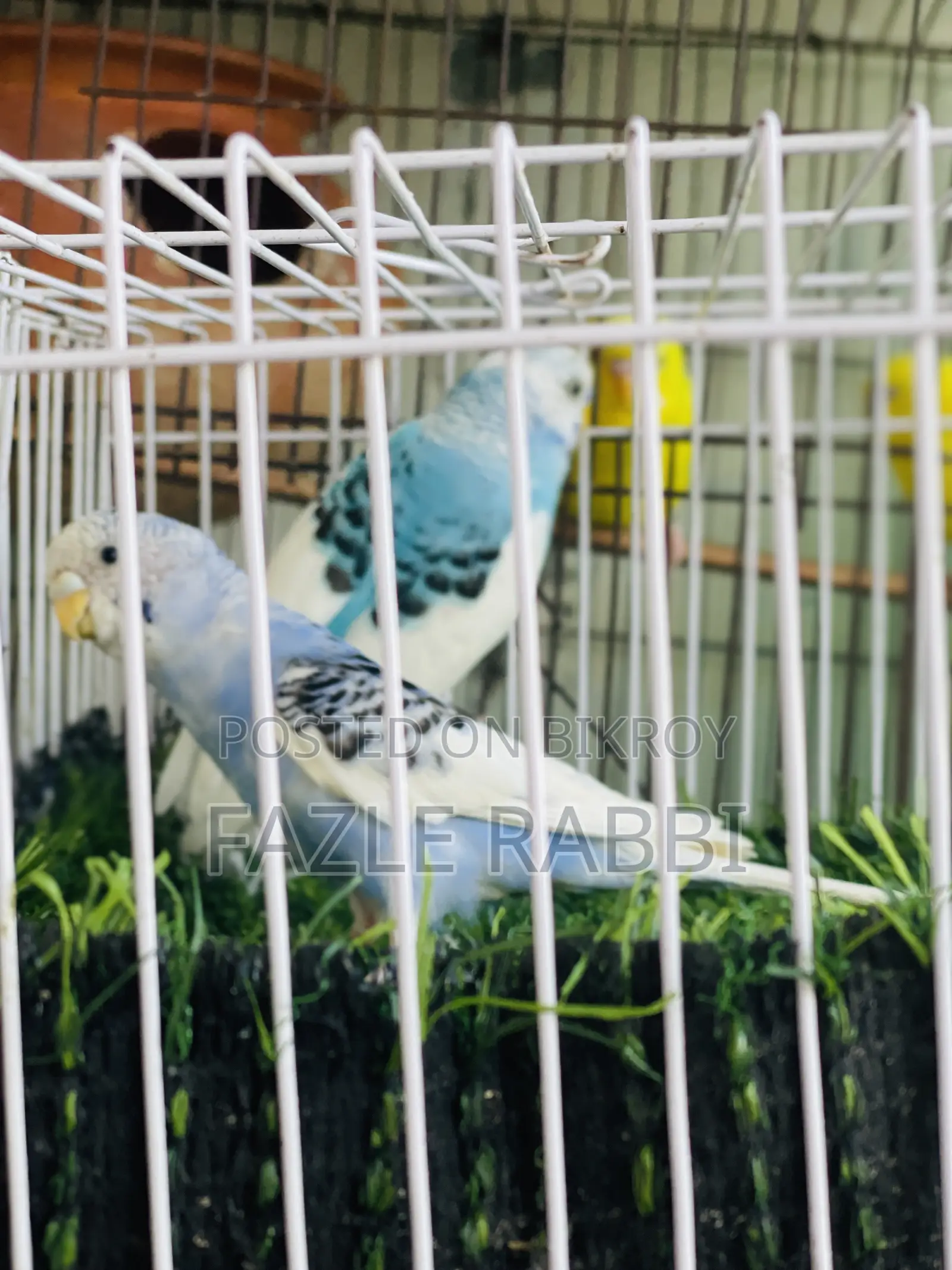 পাইড ১ জোড়া