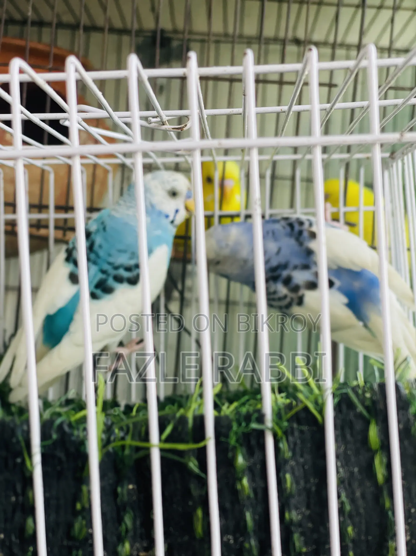 পাইড ১ জোড়া