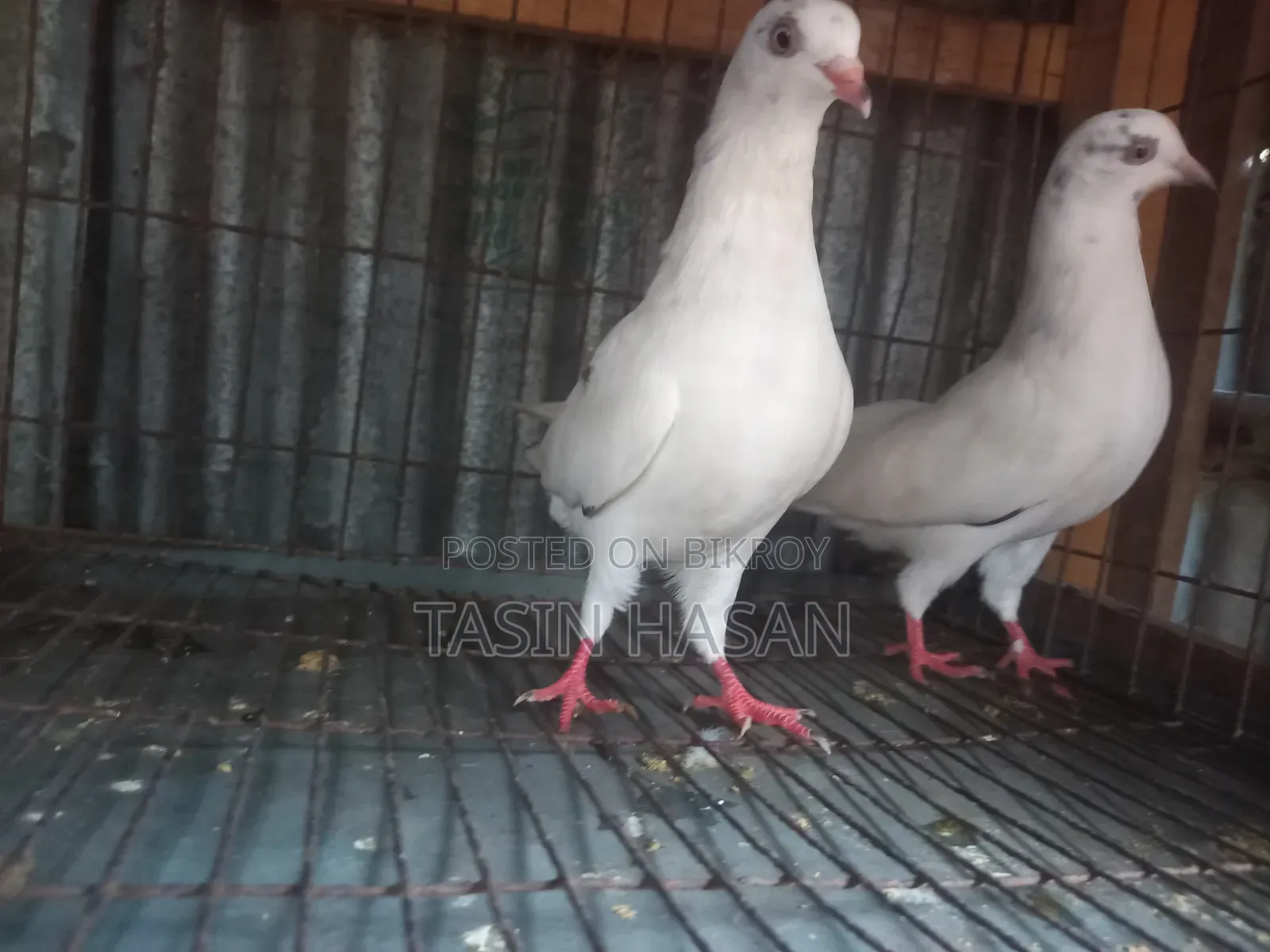 কবুতর জোরা