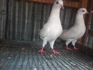 কবুতর জোরা