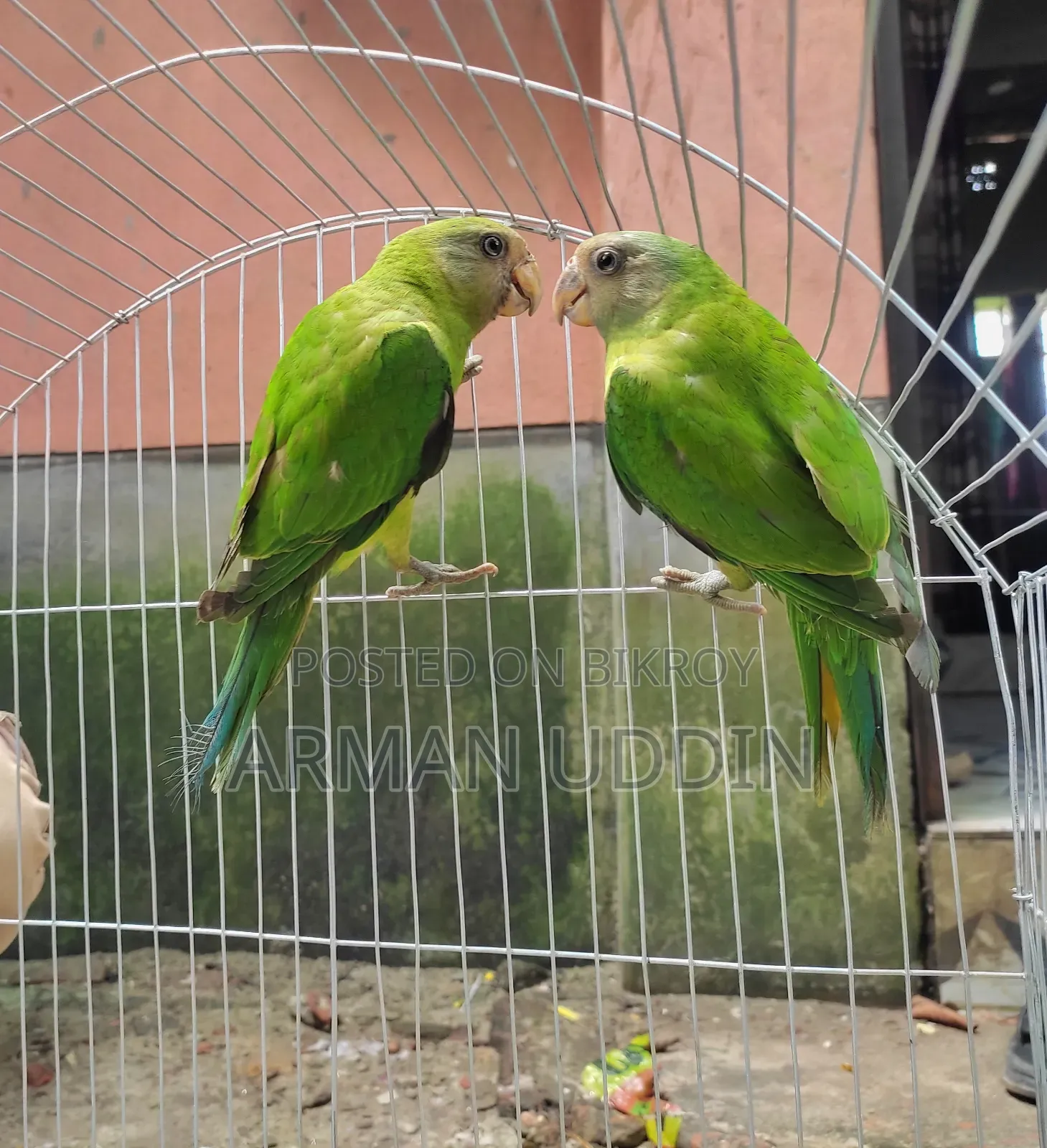 হিরামন টিয়া জোড়া বয়স ৩ মাস