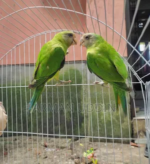 হিরামন টিয়া জোড়া বয়স ৩ মাস
