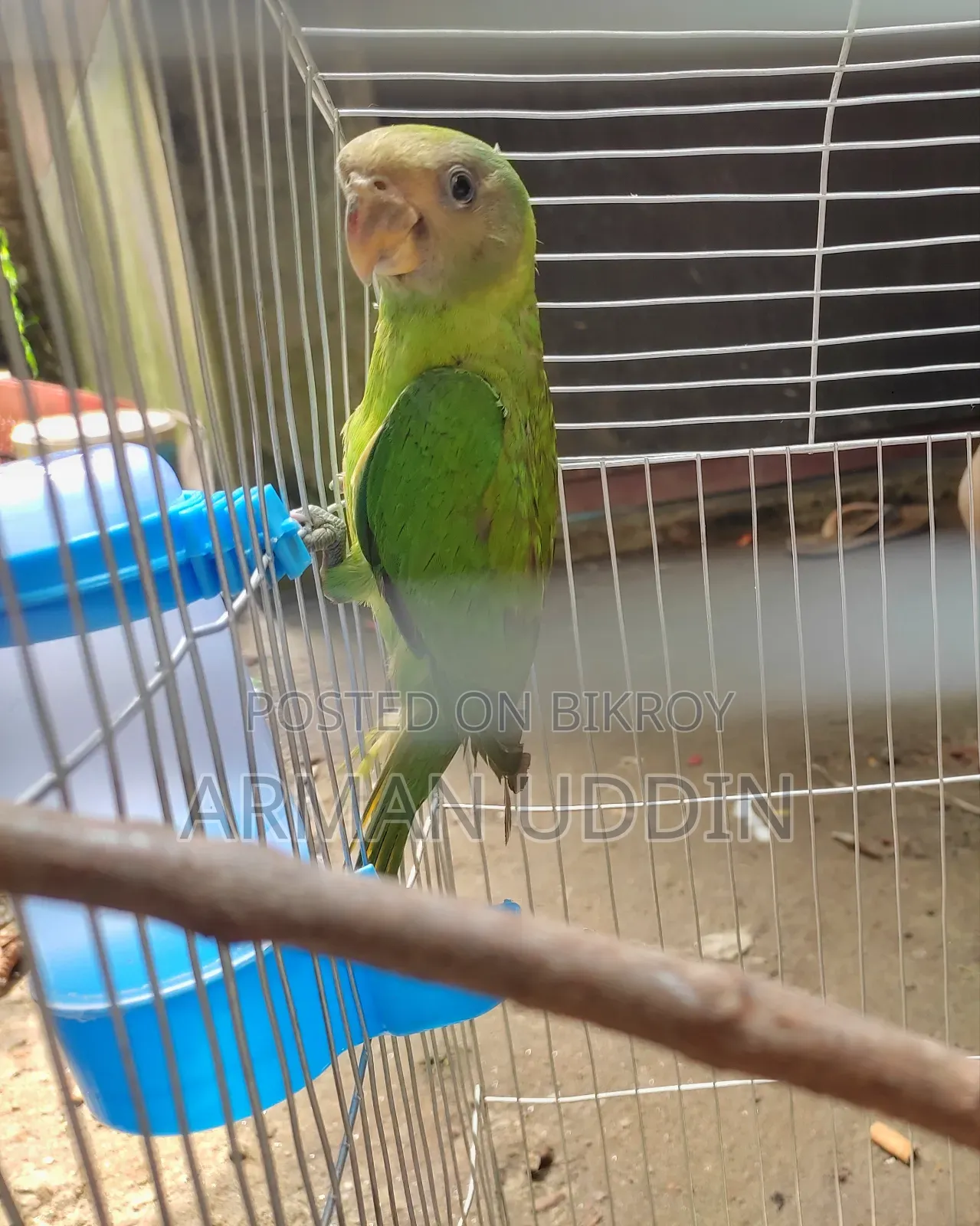 হিরামন টিয়া জোড়া বয়স ৩ মাস