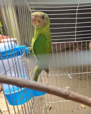 হিরামন টিয়া জোড়া বয়স ৩ মাস