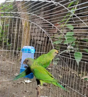 হিরামন টিয়া জোড়া বয়স ৩ মাস