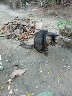 ১+ বছরের পুরুষ খাঁটি পার্সিয়ান