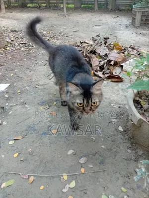 ১+ বছরের পুরুষ খাঁটি পার্সিয়ান