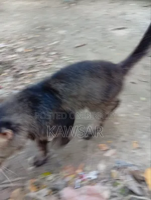 ১+ বছরের পুরুষ খাঁটি পার্সিয়ান