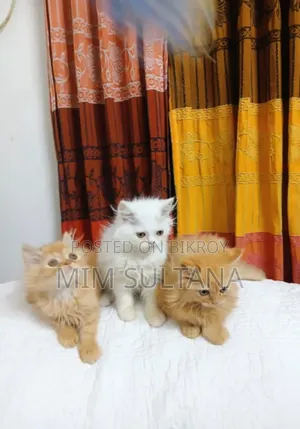 1-3 months Male Purebred Persian