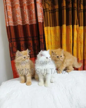 1-3 months Male Purebred Persian