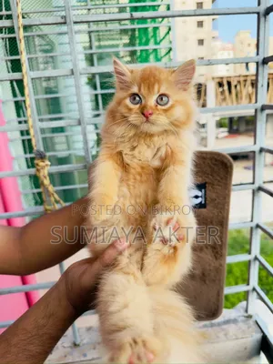1-3 months Female Purebred Persian