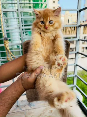 1-3 months Female Purebred Persian