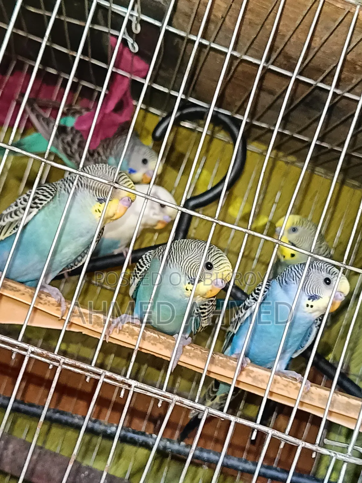 বাজিগর পাখি সেল হবে