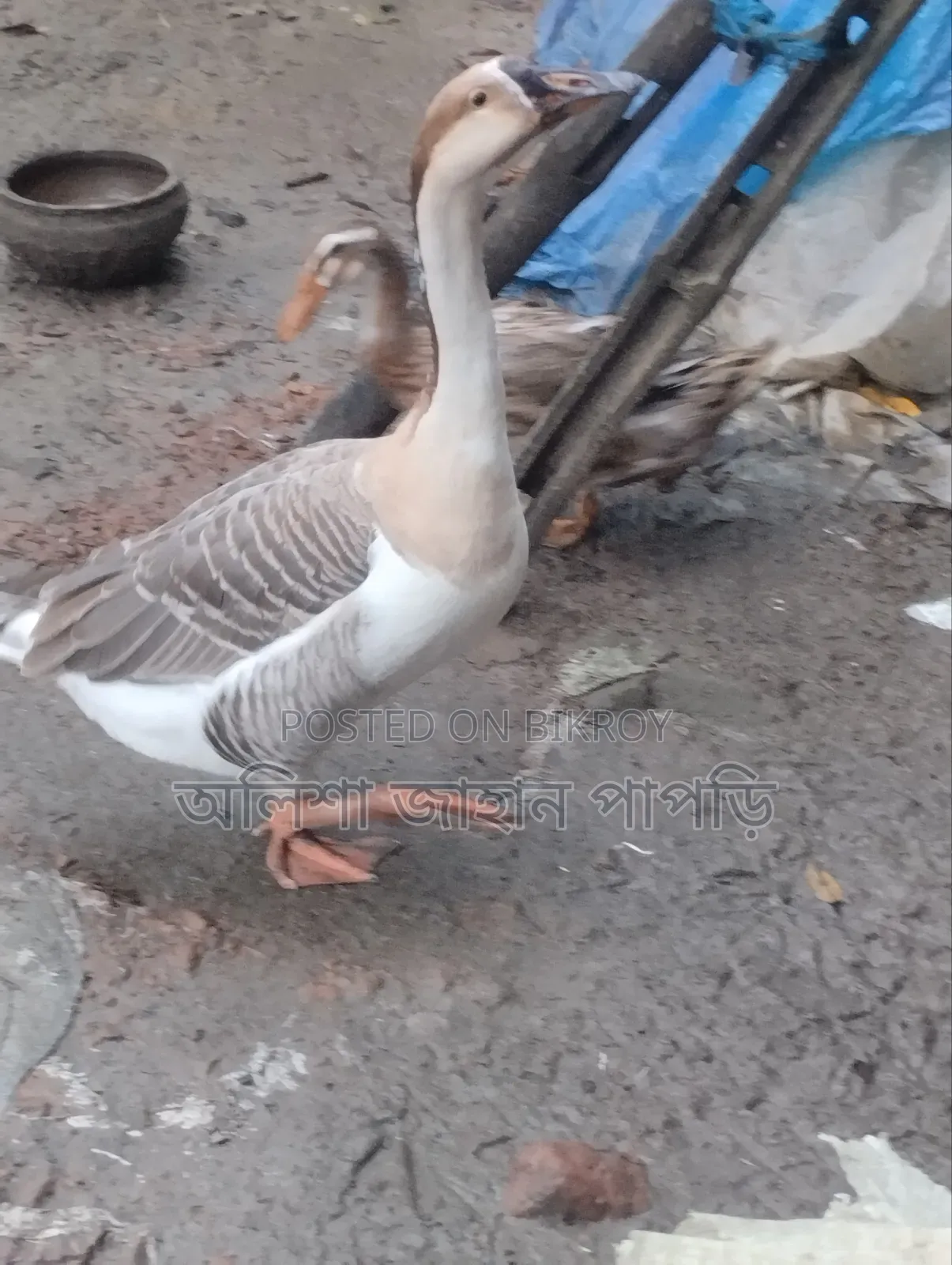 Will be sold for money. Muscovy Duck