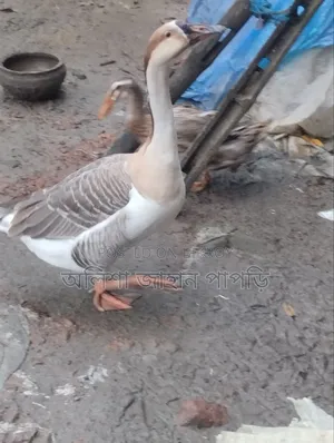 Will be sold for money. Muscovy Duck