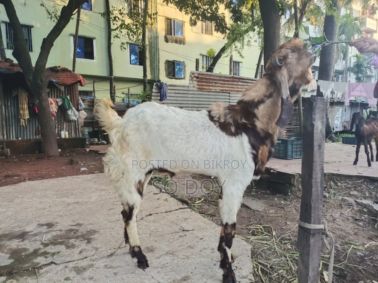 Totapuri Goat for Sale