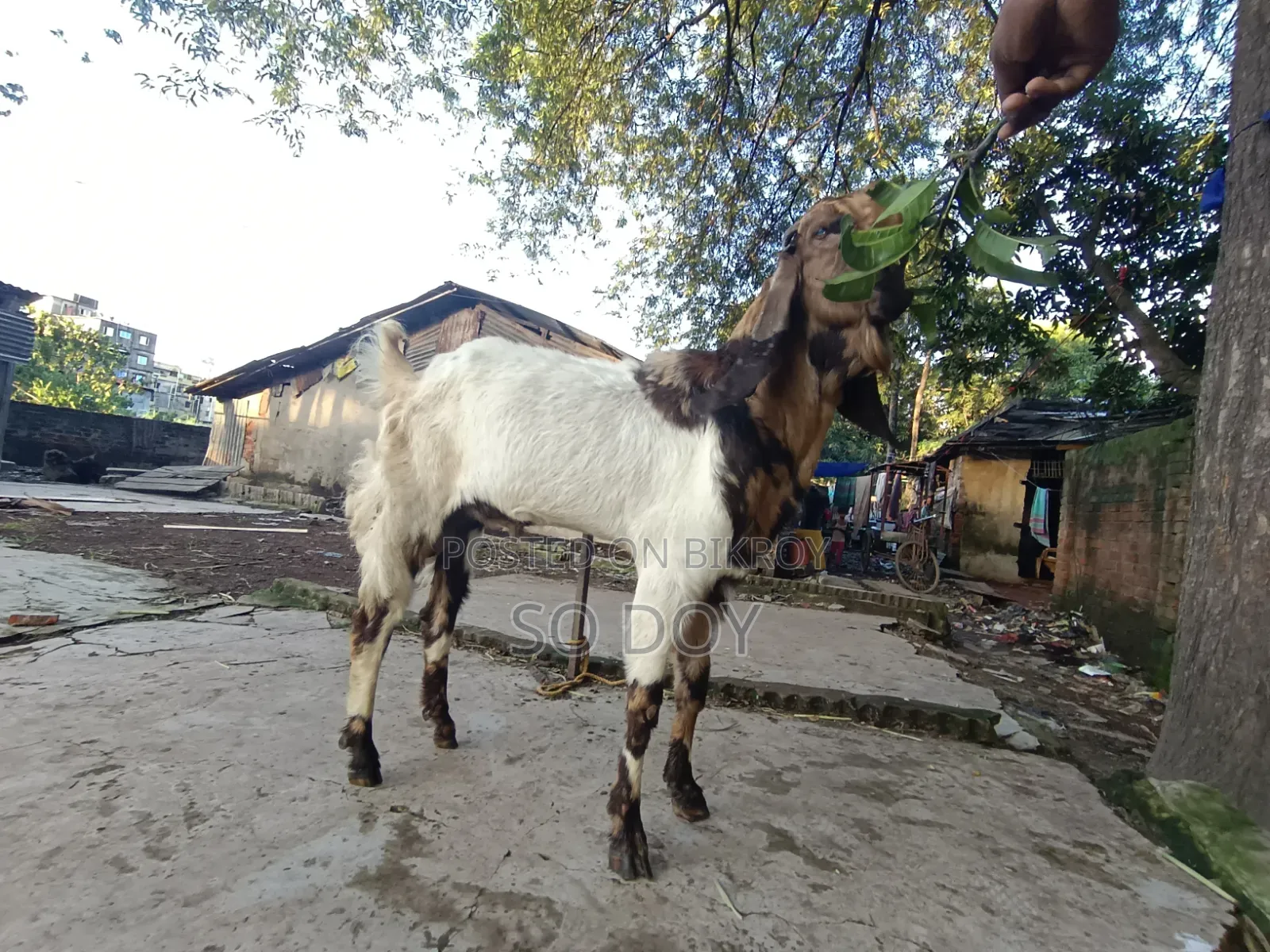 Totapuri Goat for Sale
