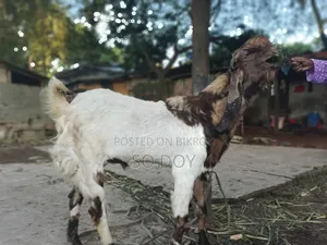 Totapuri Goat for Sale