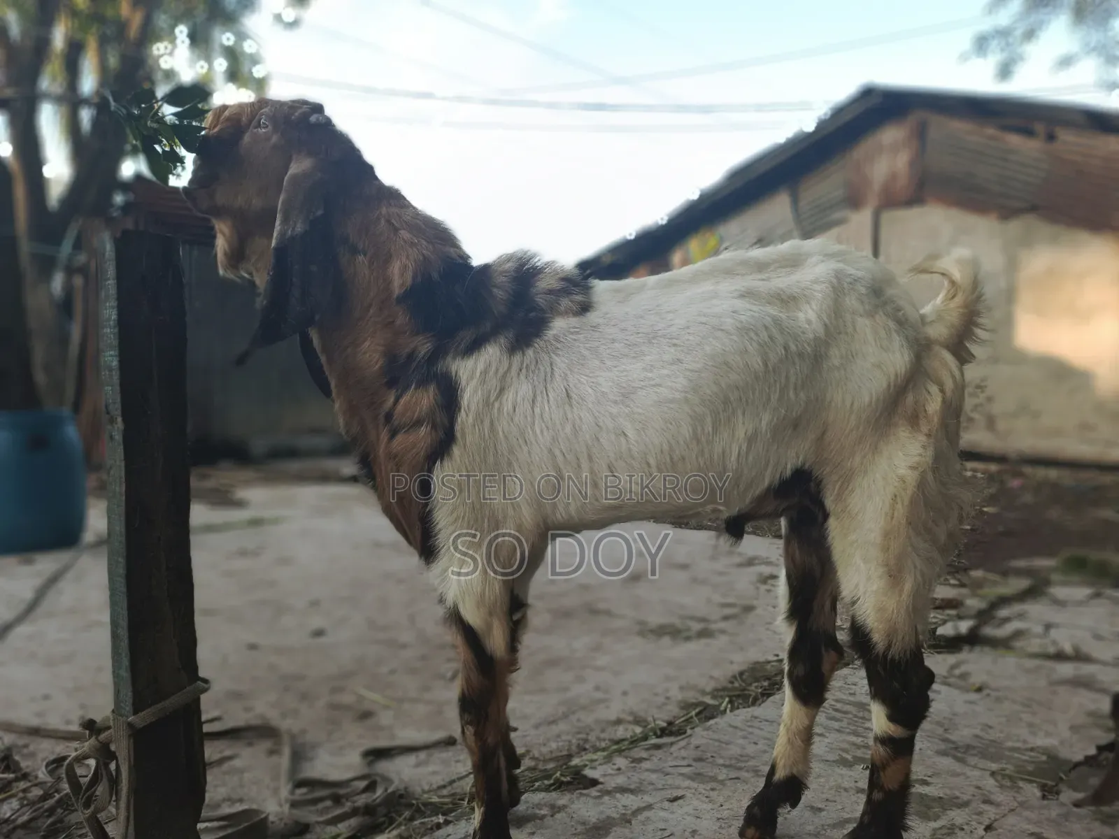 Totapuri Goat for Sale
