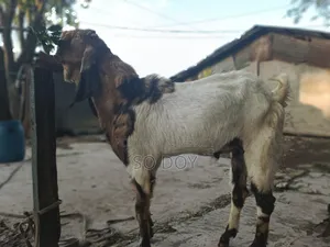 Totapuri Goat for Sale