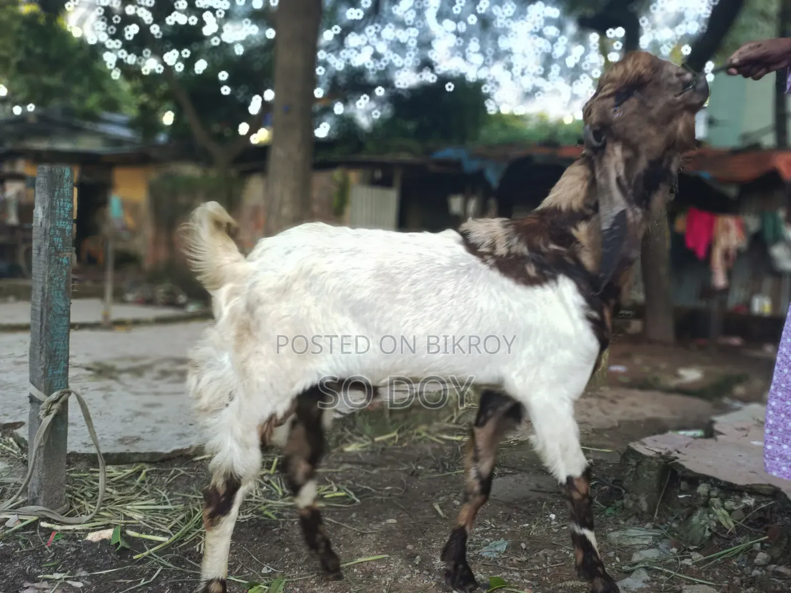 Totapuri Goat for Sale