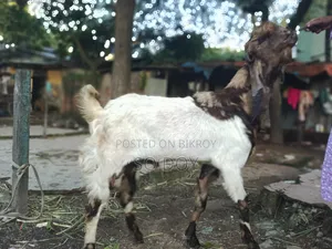 Totapuri Goat for Sale