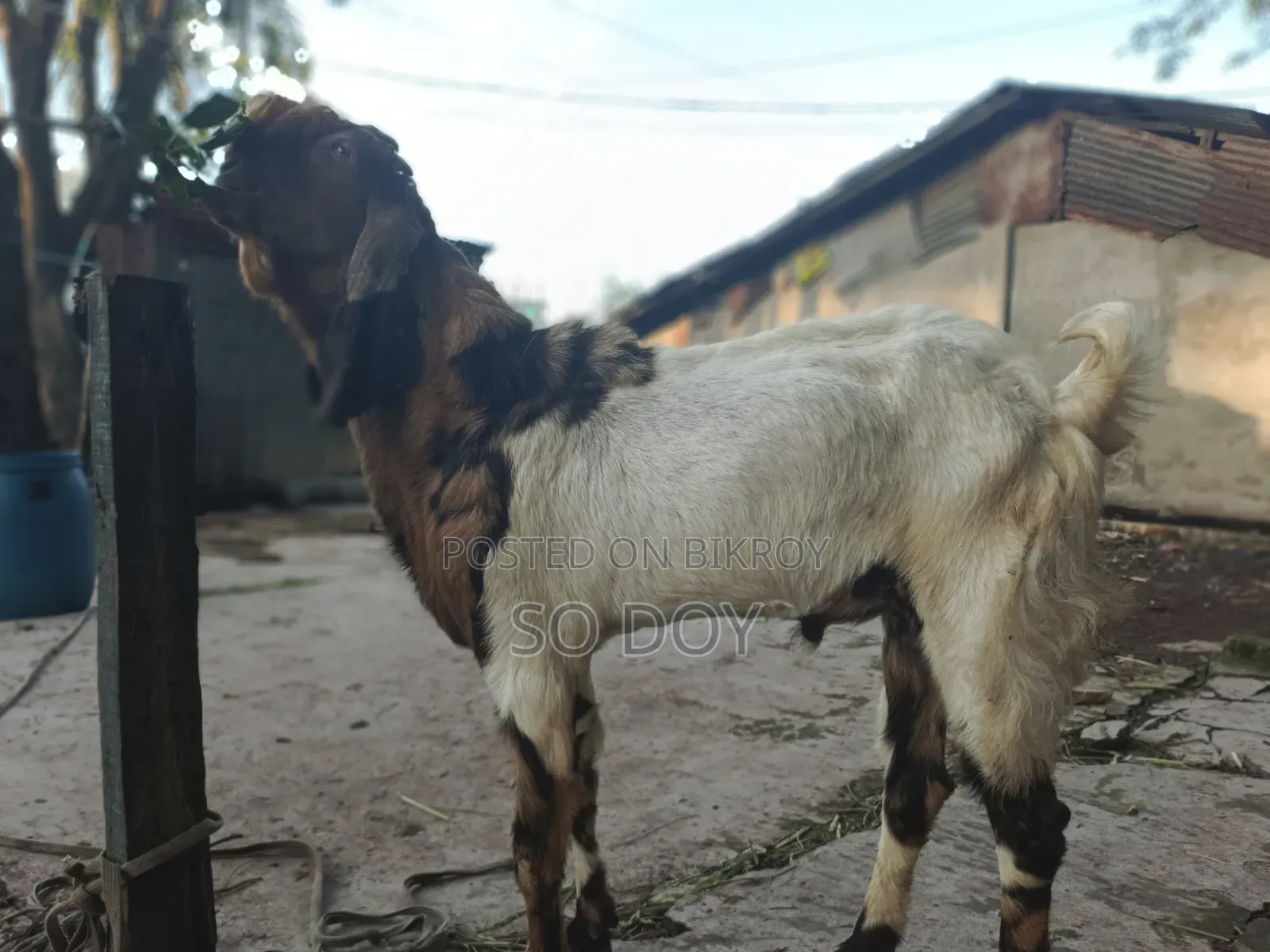 Totapuri Goat for Sale