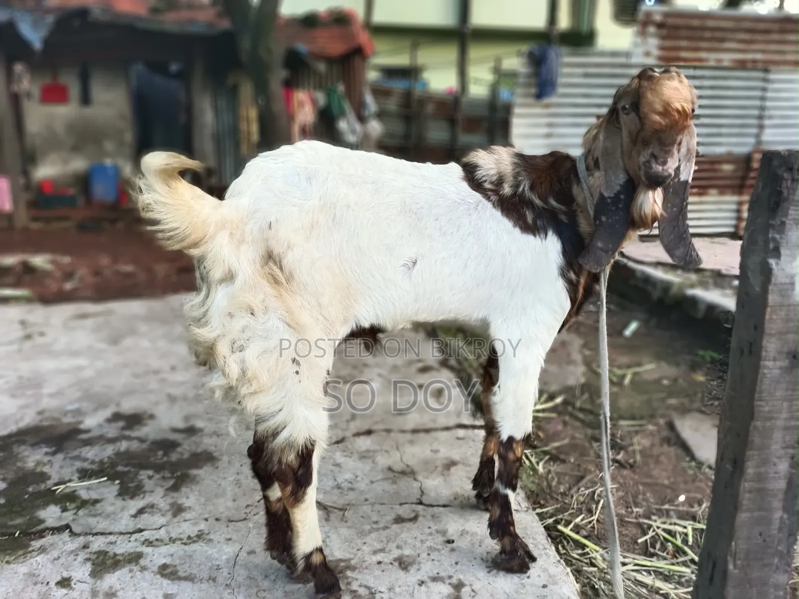 Totapuri Goat for Sale