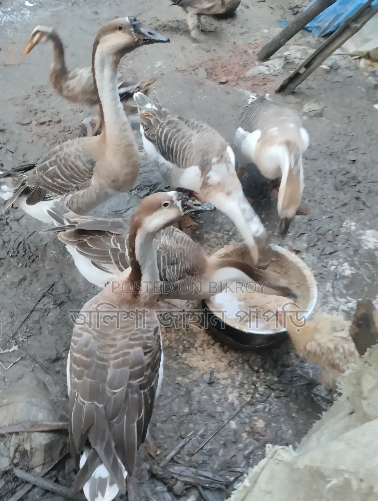 Will be sold for money. Muscovy Duck