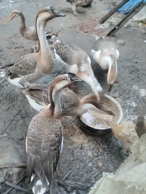 Will be sold for money. Muscovy Duck