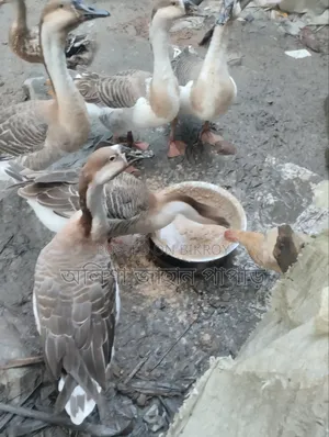 Will be sold for money. Muscovy Duck