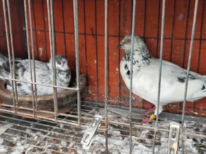 এক জোড়া রানিং গ্রিজেল