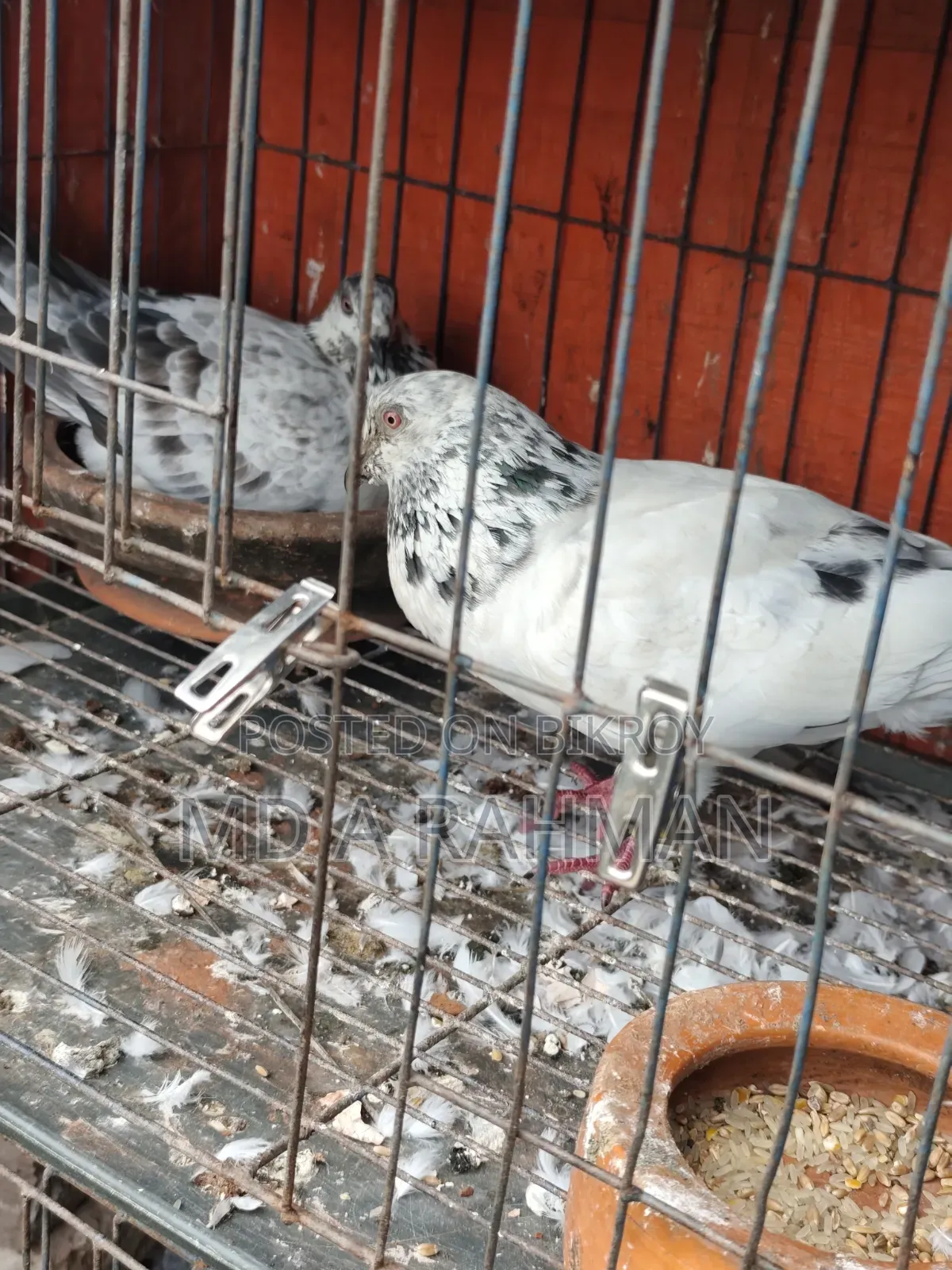 এক জোড়া রানিং গ্রিজেল
