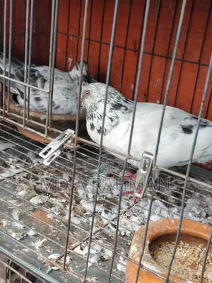 এক জোড়া রানিং গ্রিজেল