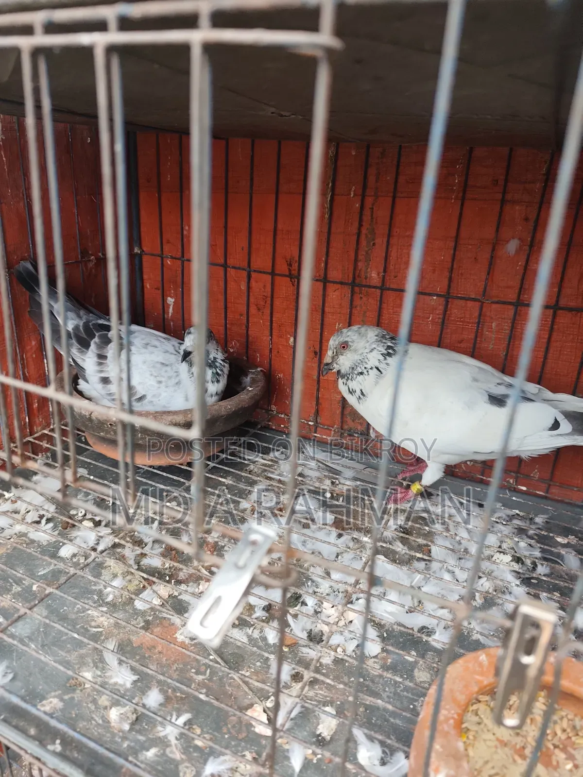 এক জোড়া রানিং গ্রিজেল