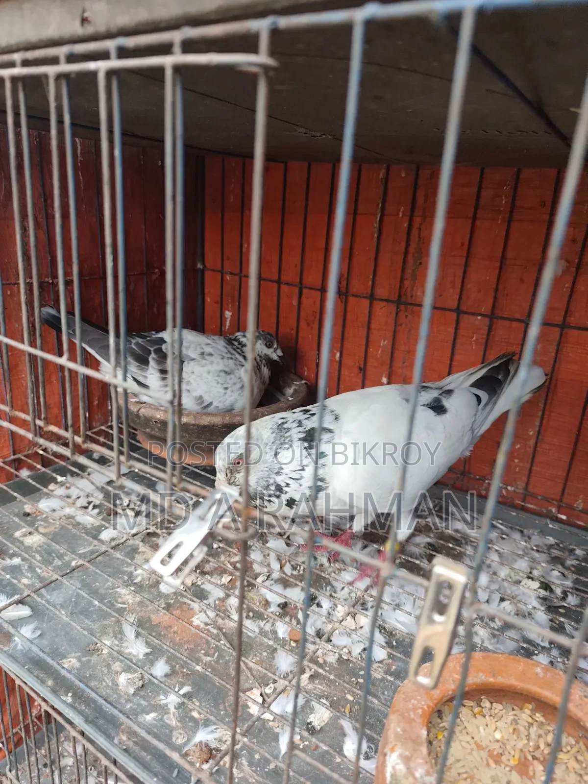 এক জোড়া রানিং গ্রিজেল