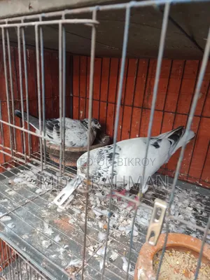 এক জোড়া রানিং গ্রিজেল