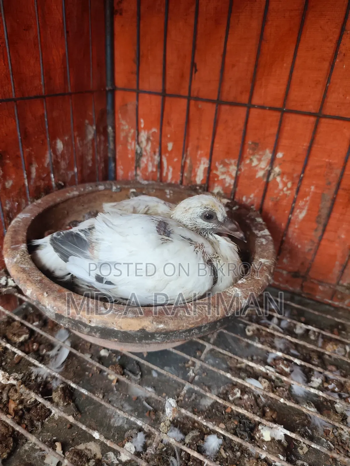 এক জোড়া রানিং গ্রিজেল