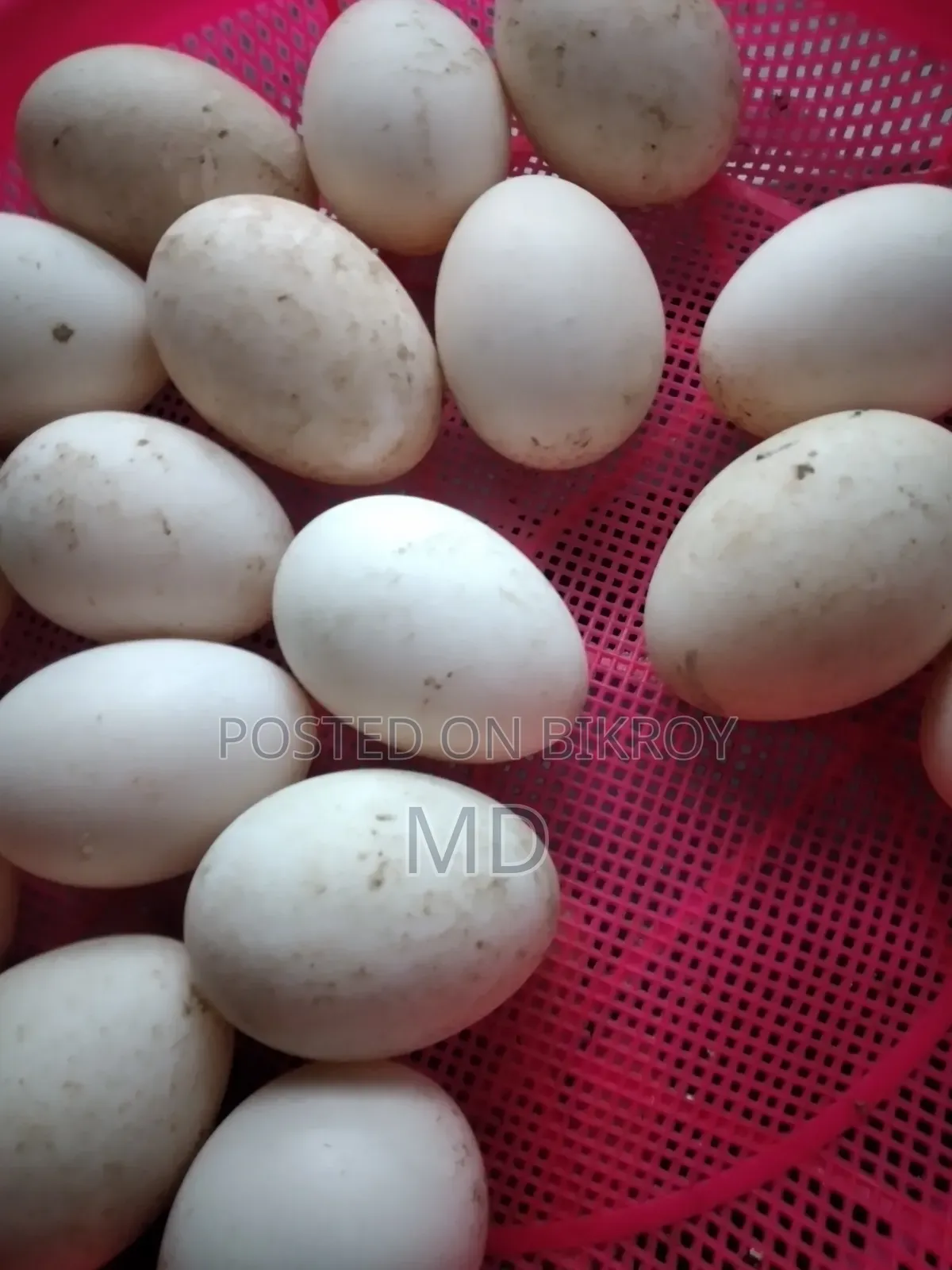 Muscovy duck hatching eggs