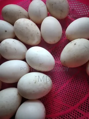 Muscovy duck hatching eggs