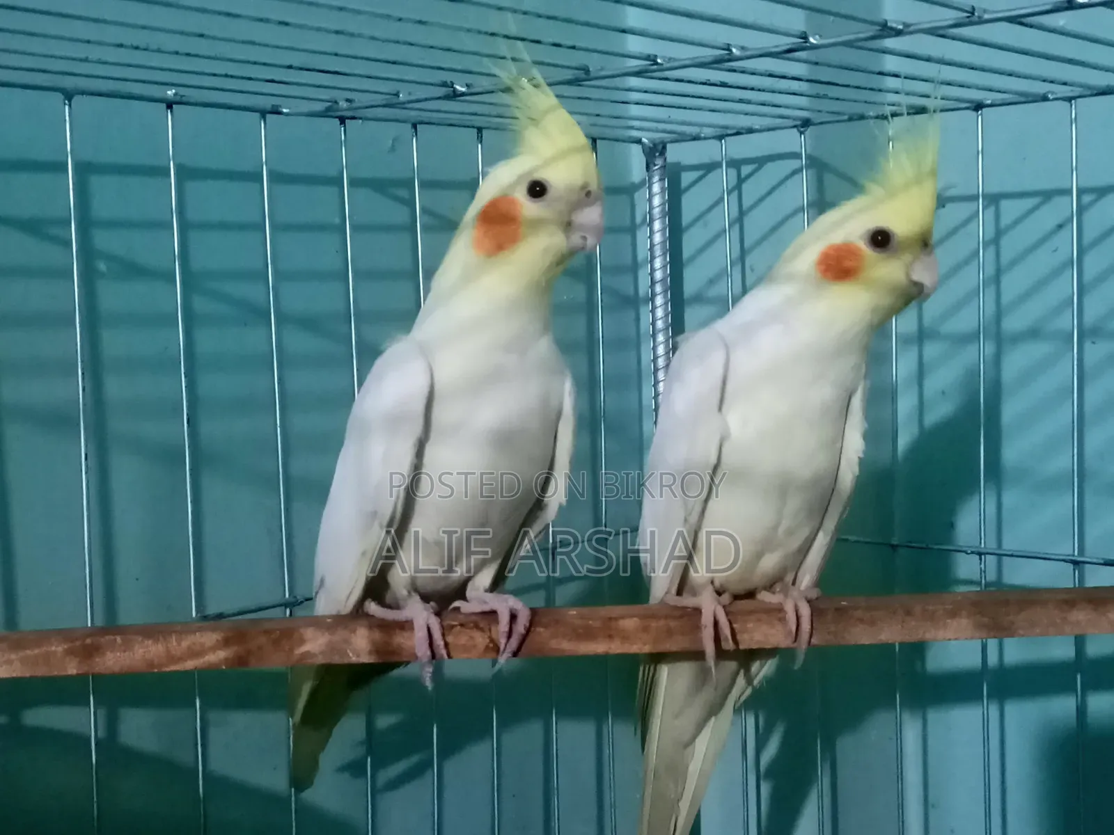 ককাটেল ব্রিডিং পেয়ার | Cocatail Breeding Pair