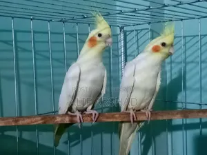 ককাটেল ব্রিডিং পেয়ার | Cocatail Breeding Pair