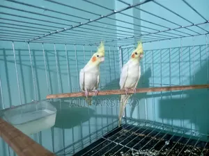 ককাটেল ব্রিডিং পেয়ার | Cocatail Breeding Pair