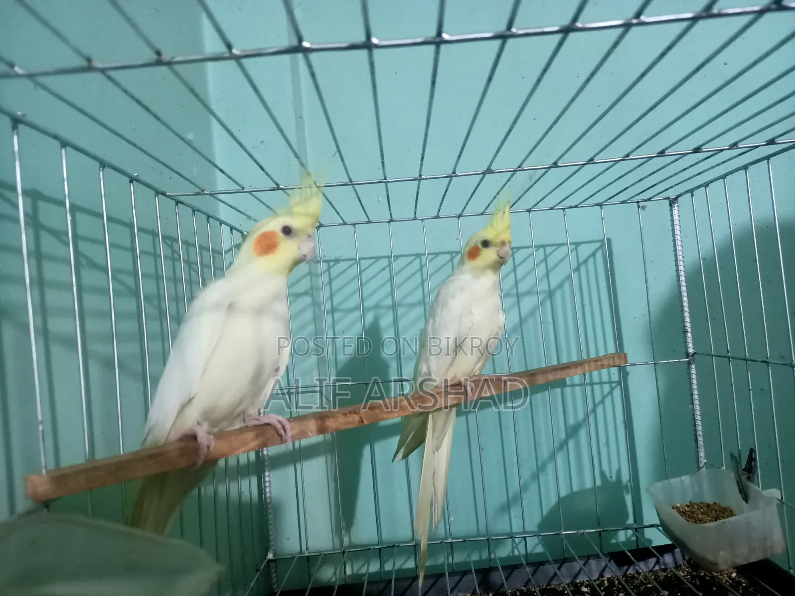 ককাটেল ব্রিডিং পেয়ার | Cocatail Breeding Pair