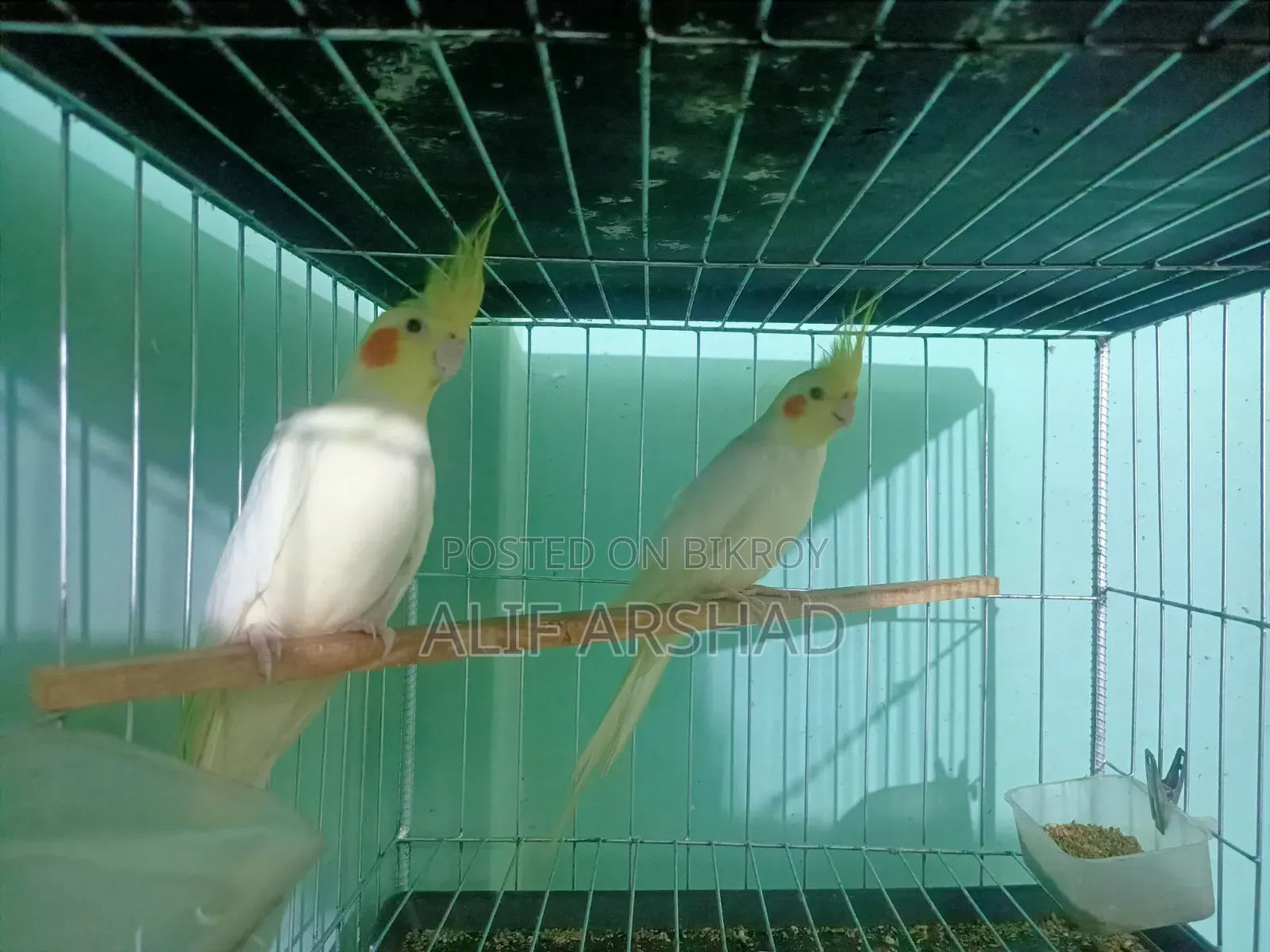 ককাটেল ব্রিডিং পেয়ার | Cocatail Breeding Pair