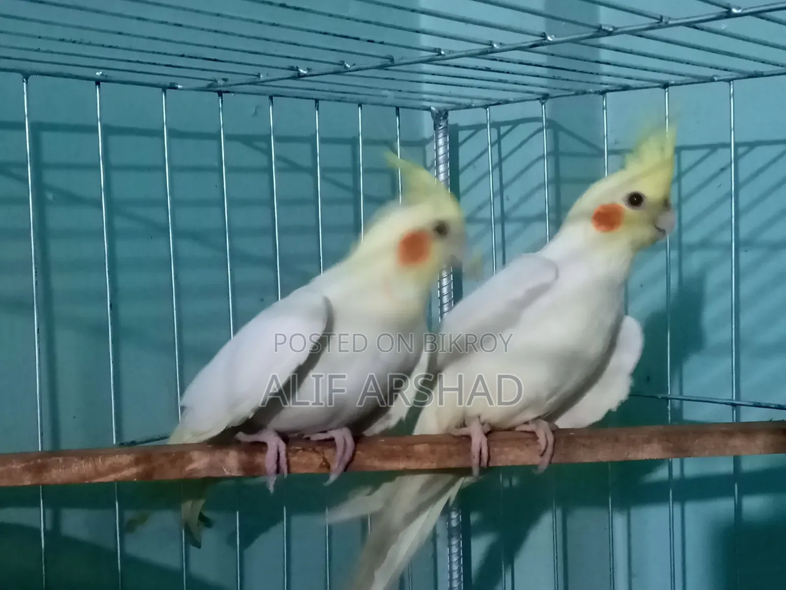 ককাটেল ব্রিডিং পেয়ার | Cocatail Breeding Pair