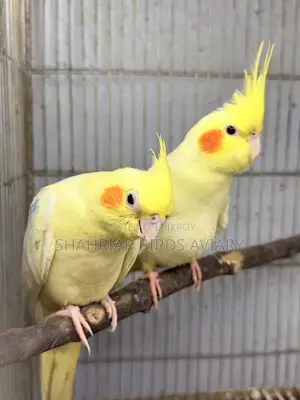 ককাটেইল মাস্টার পেয়ার (লোটিনো)