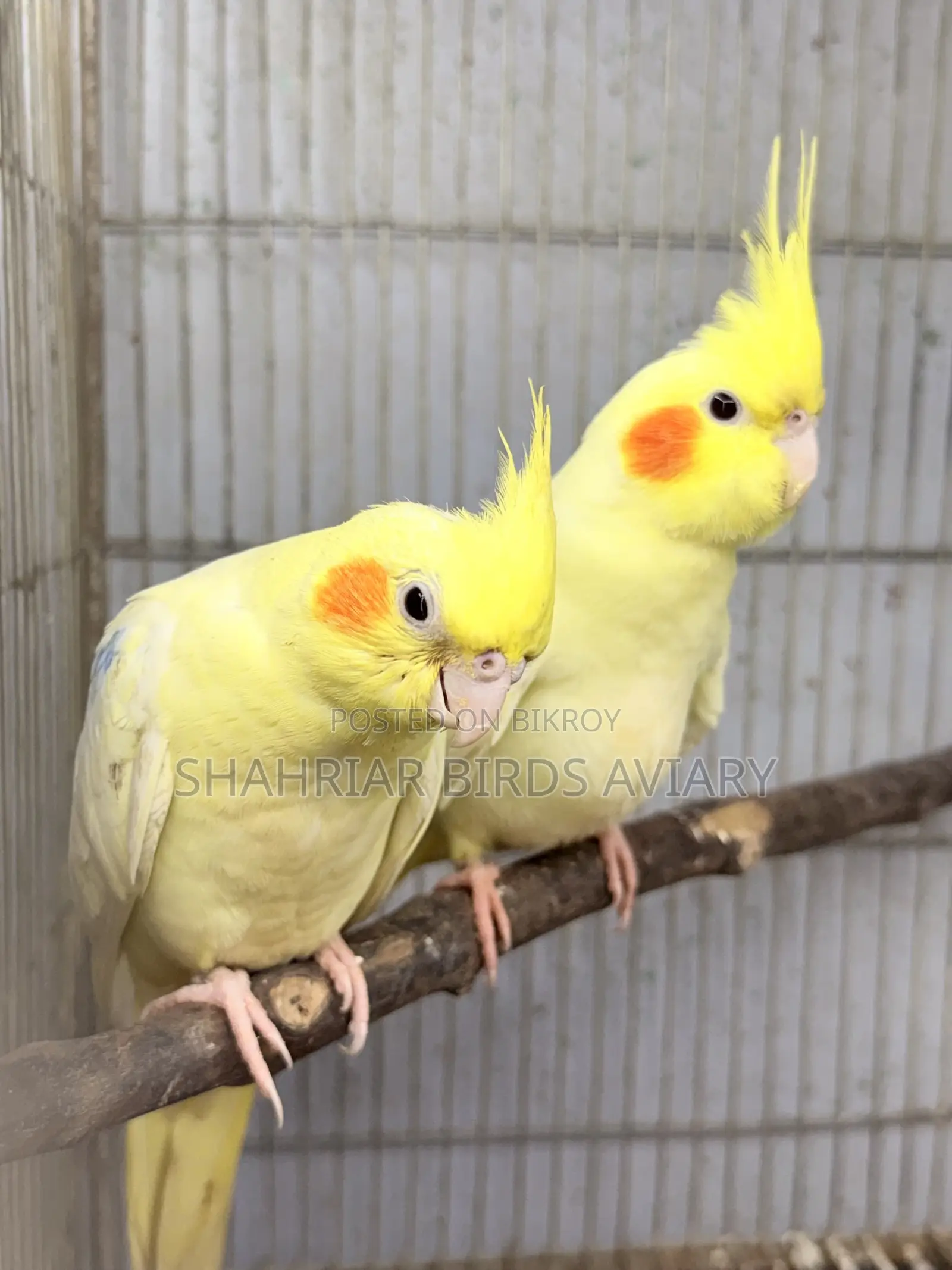 ককাটেইল মাস্টার পেয়ার (লোটিনো)