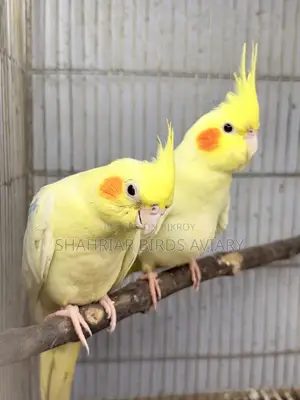ককাটেইল মাস্টার পেয়ার (লোটিনো)